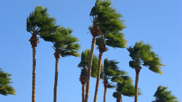 windy palms